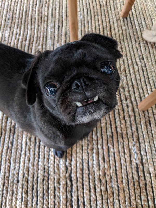/Images/uploads/PUG NATION RESCUE OF LOS ANGELES/2019pugcalendar/entries/8360thumb.jpg